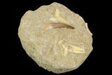 Fossil Plesiosaur, Shark Shark Tooth & Fish Verts - Morocco #119669-2